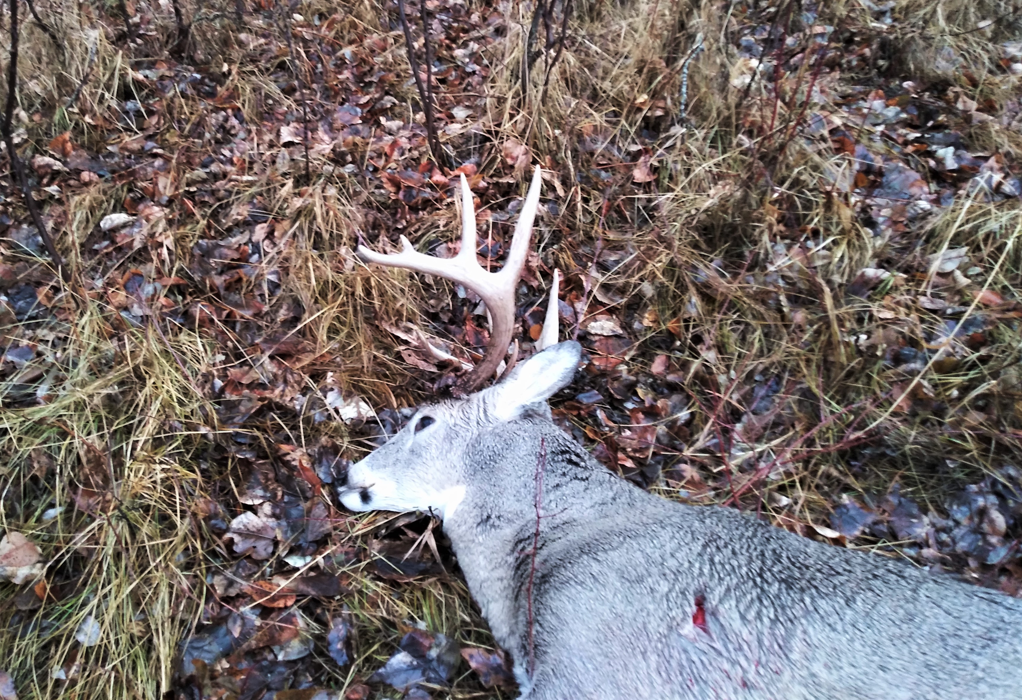 Montana deer 1.jpg