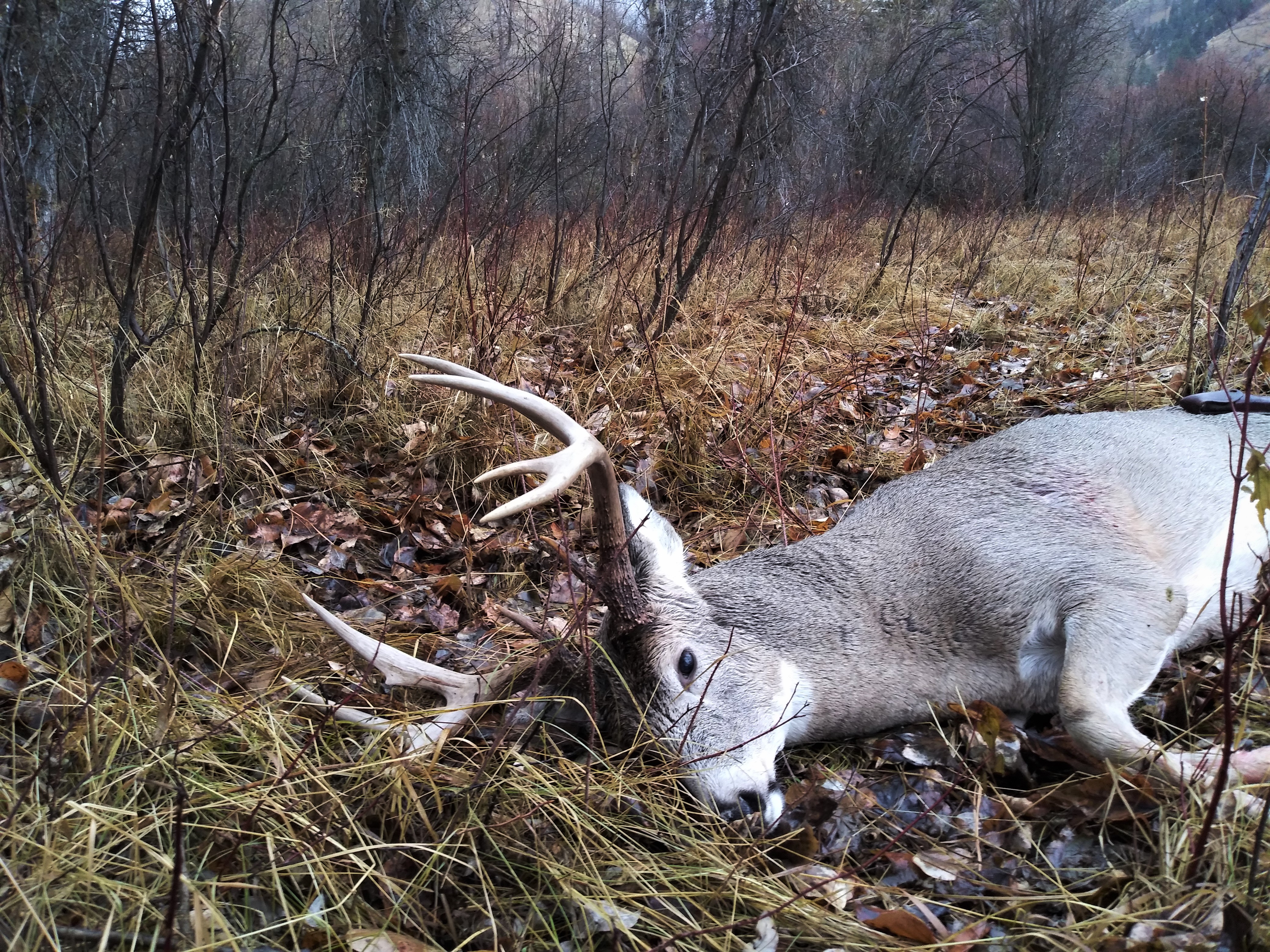 Montana deer 2.jpg