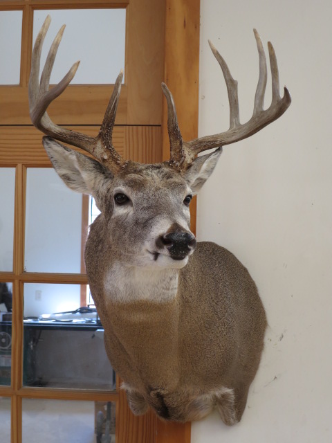 montana whitetail.jpg