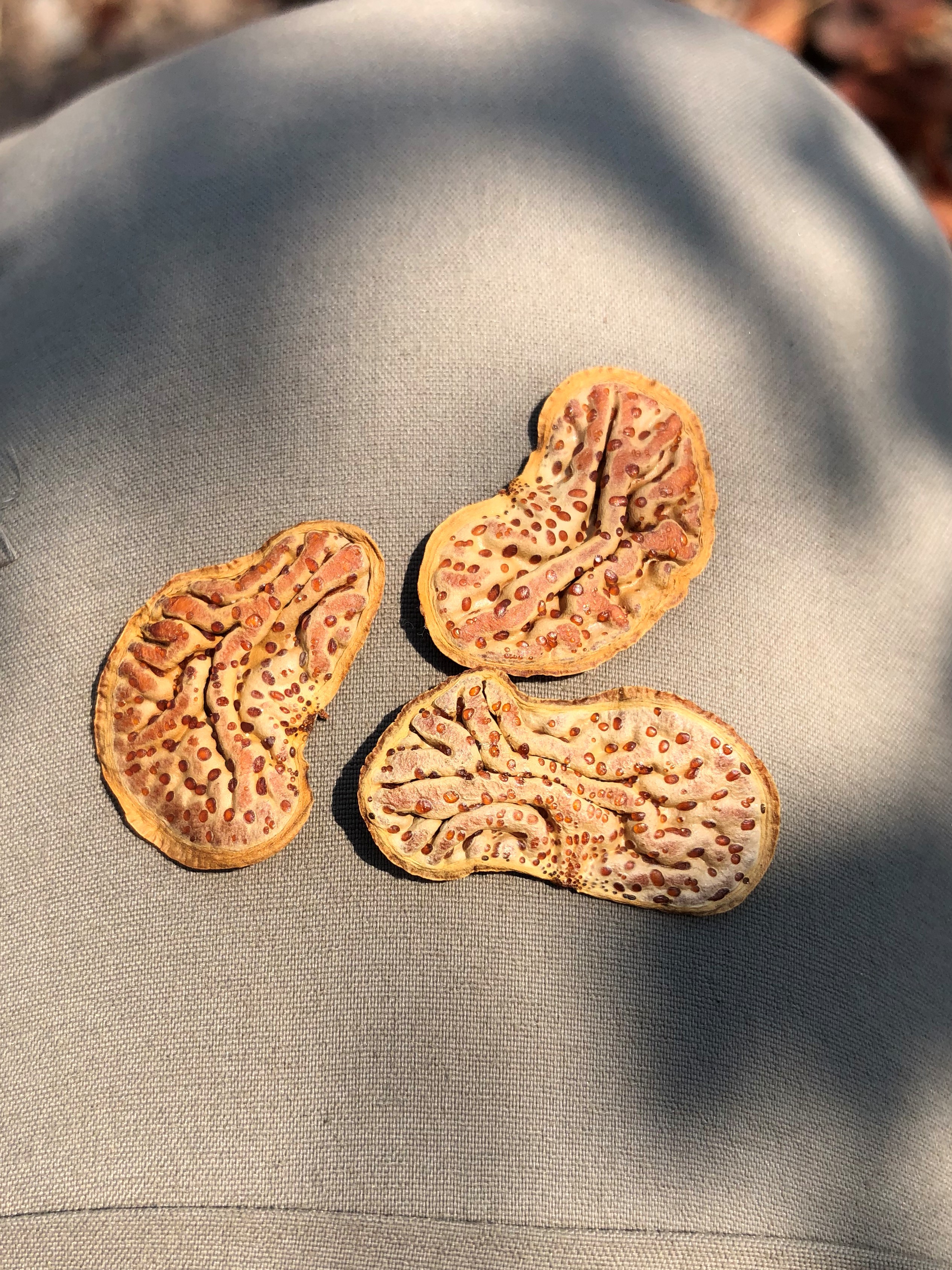 Mopani seeds JPG.jpg