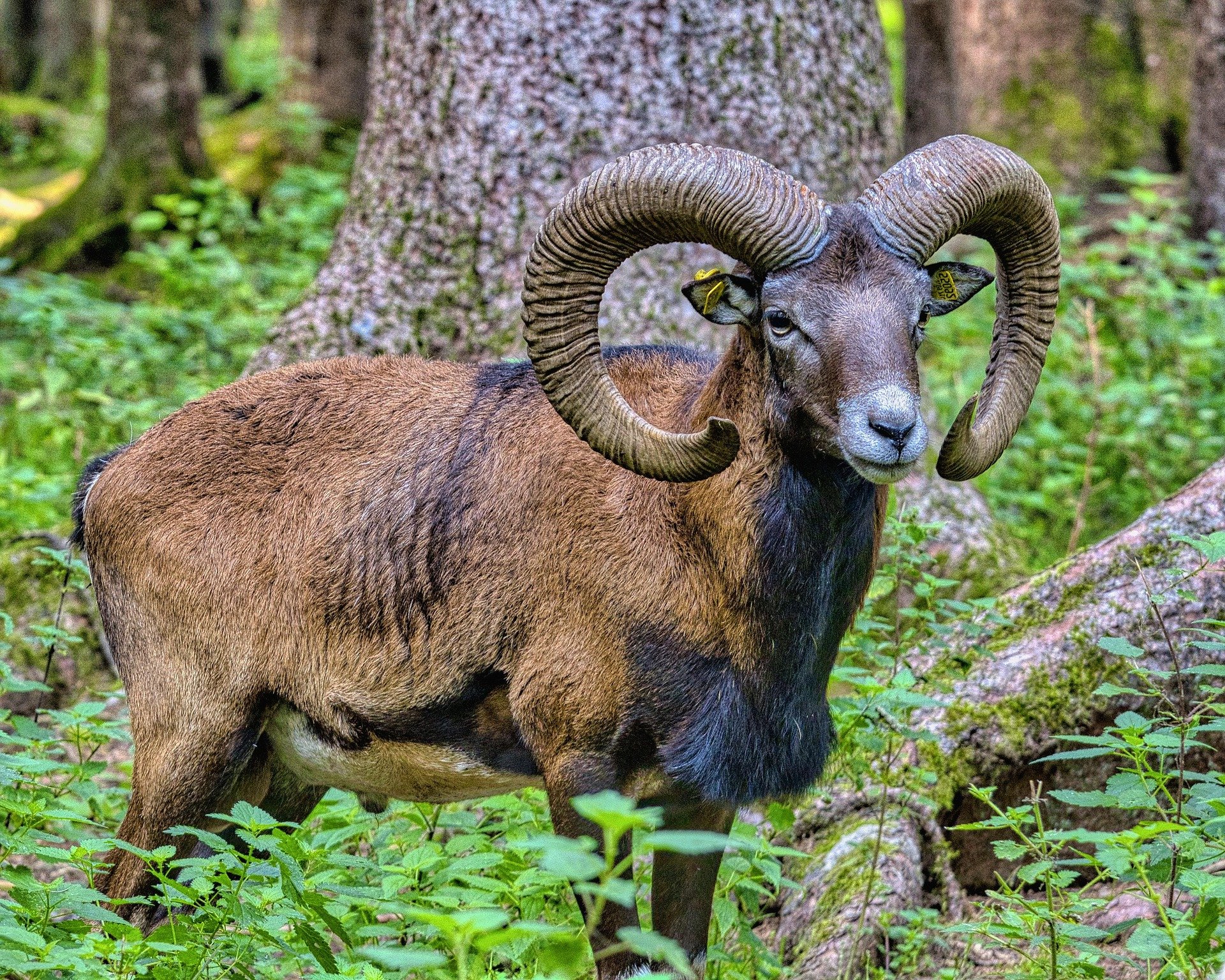 Mouflon-1.jpg