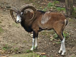 mouflon.jpg