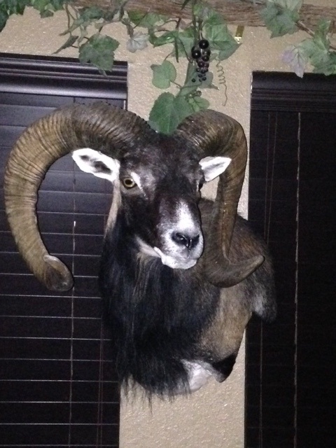 mouflon.jpg