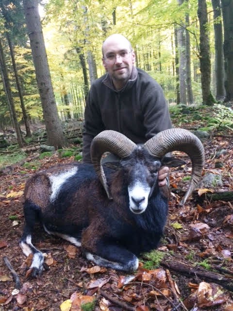 Mouflon Sheep 1.jpg