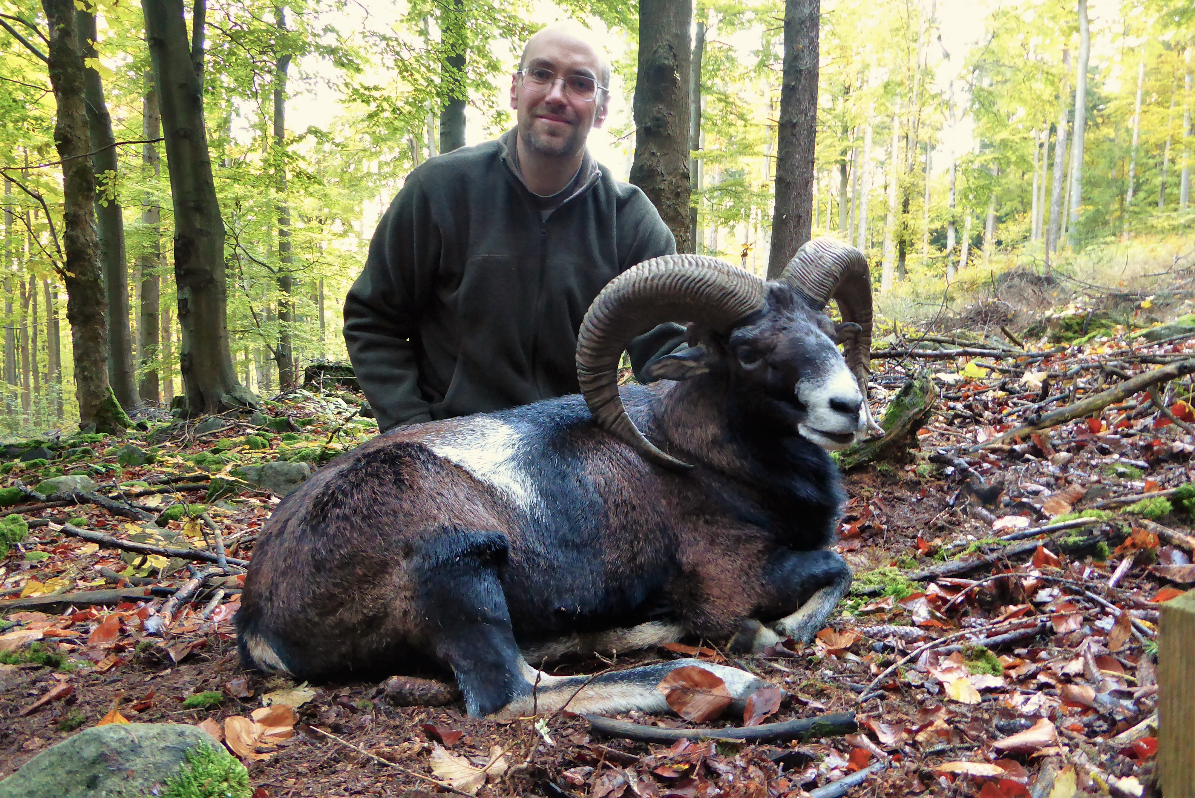 Mouflon Sheep 3.JPG