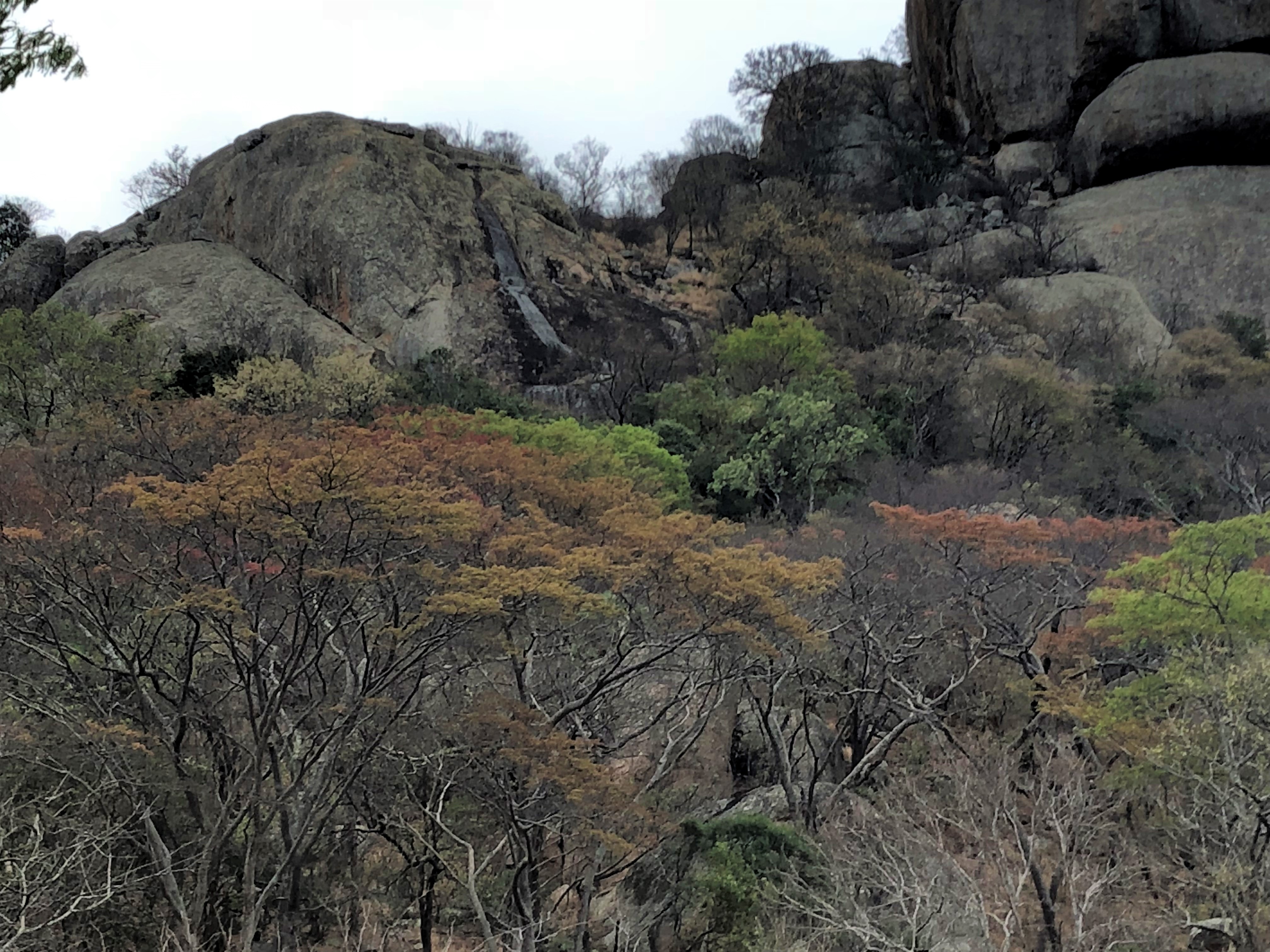 Mountain acacia.jpg