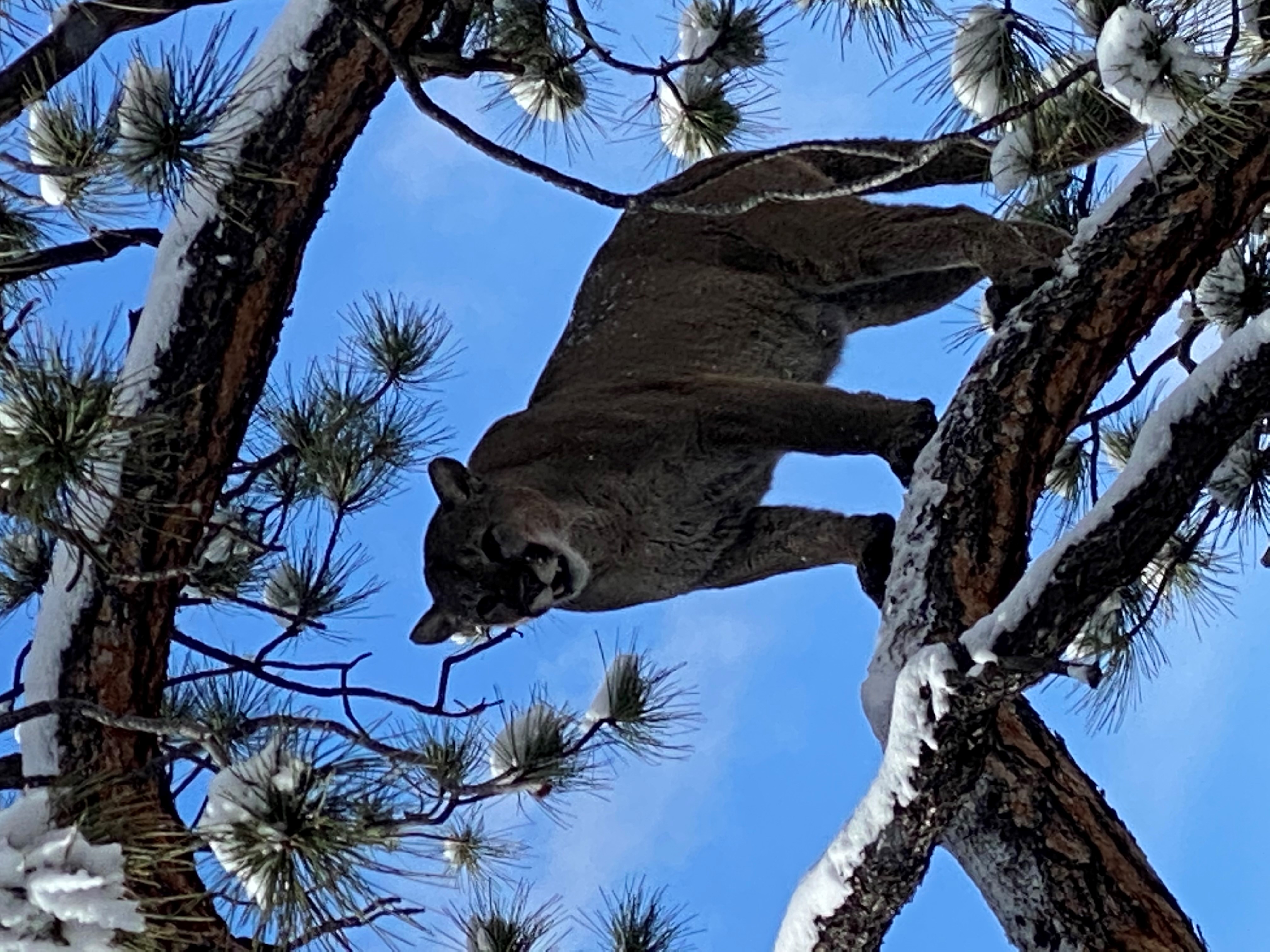 Mountain Lion #2.jpg