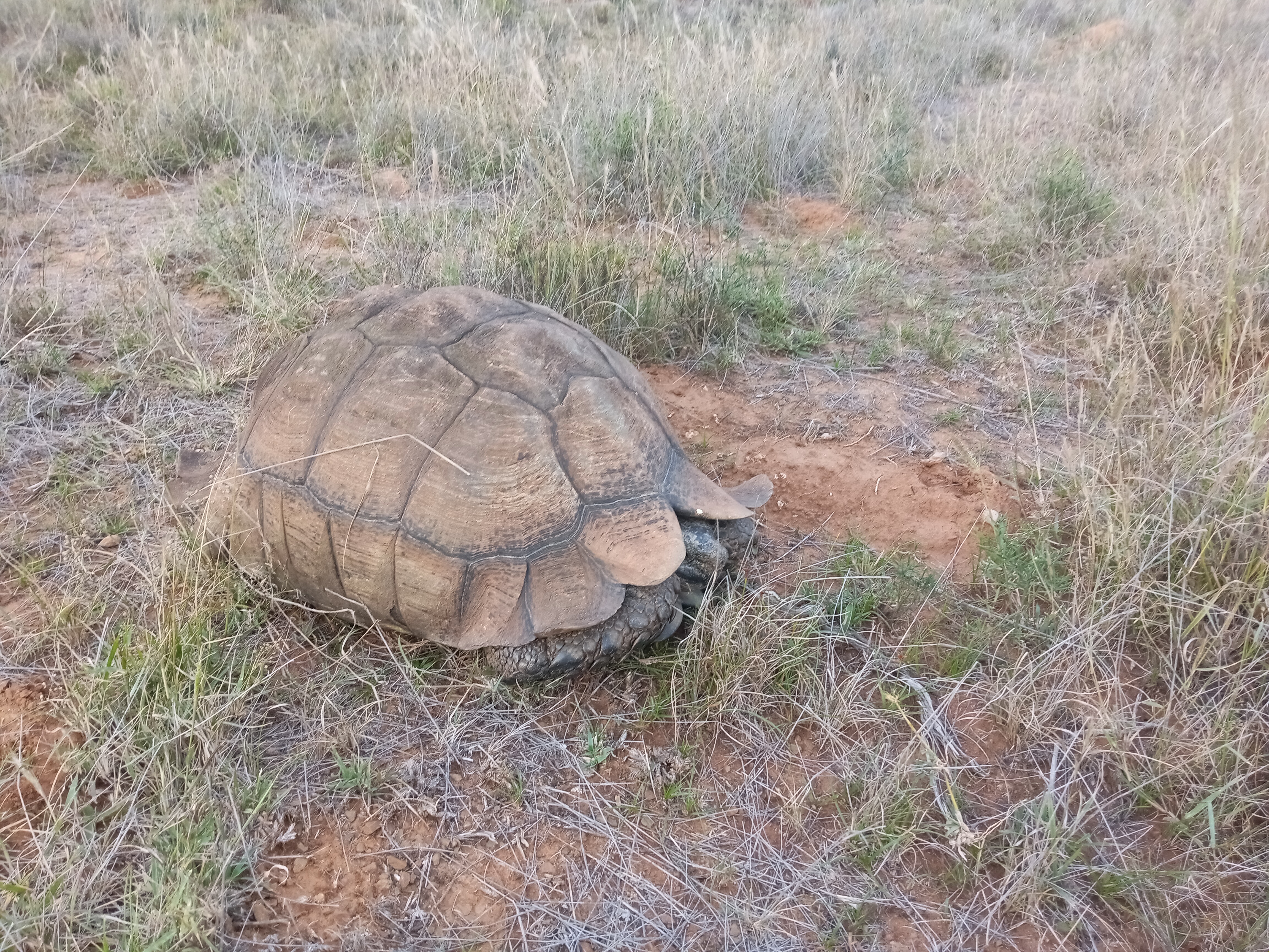 Mountain Tortoise 1.jpg