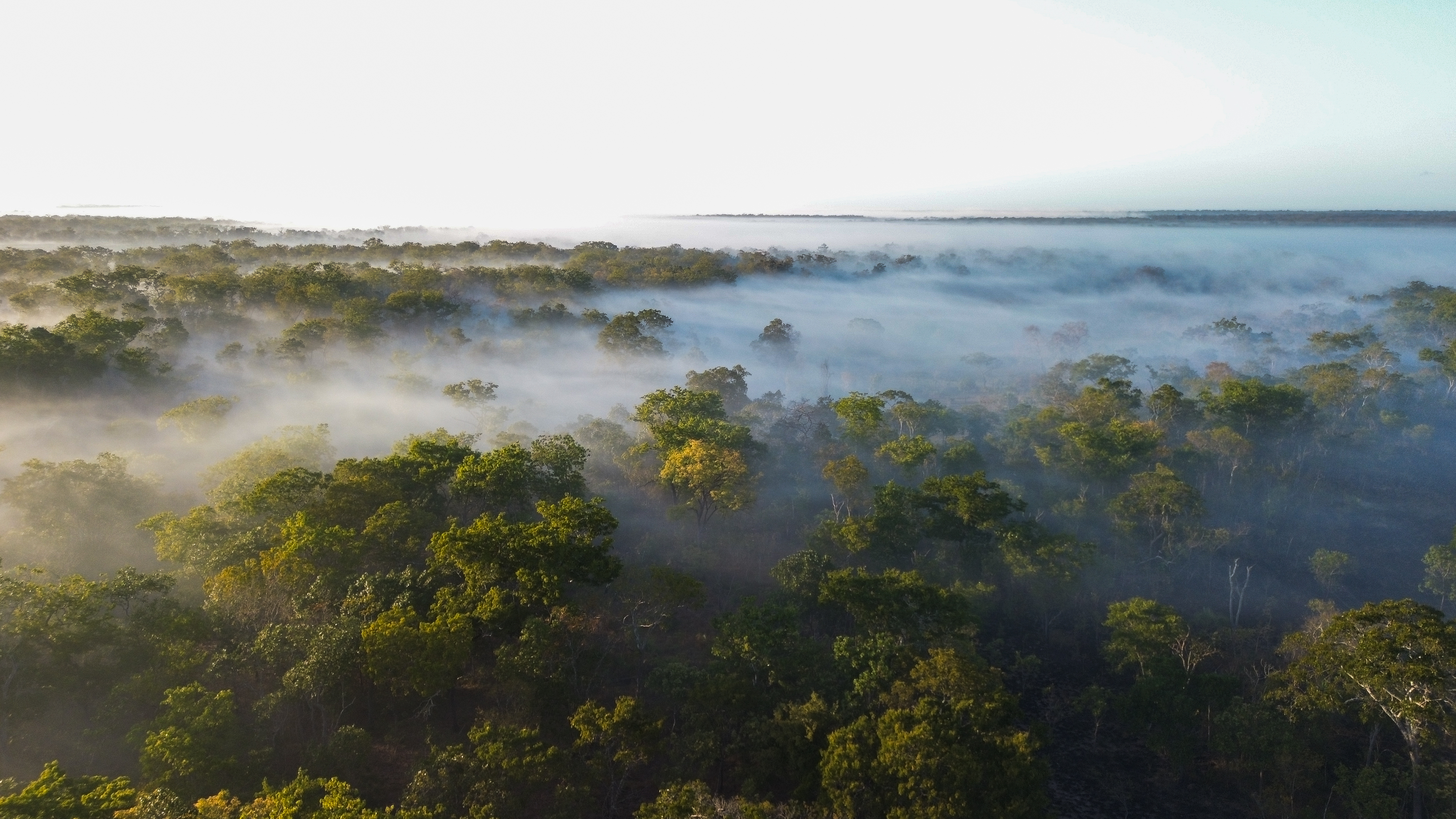 Mozambique coastal forest aerial.jpg