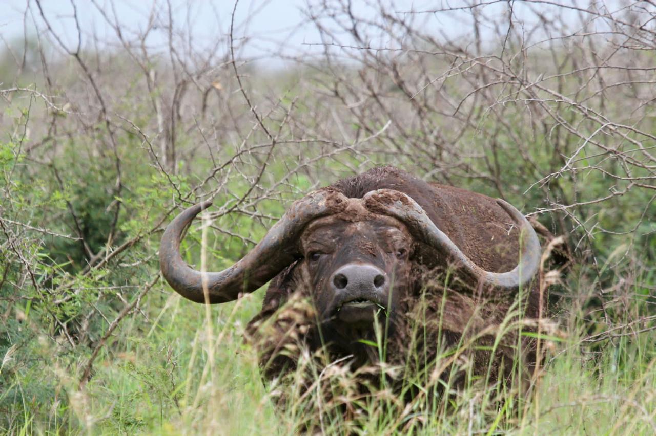 Mpeti bull 2.jpg