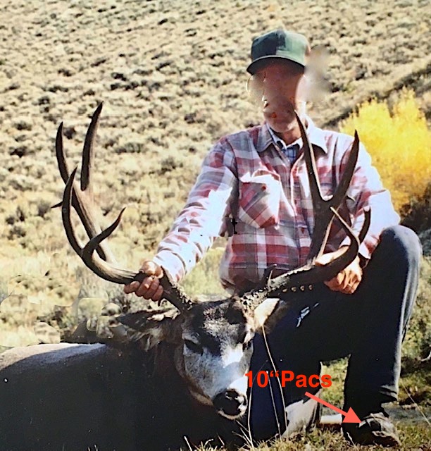 mule deer.jpg