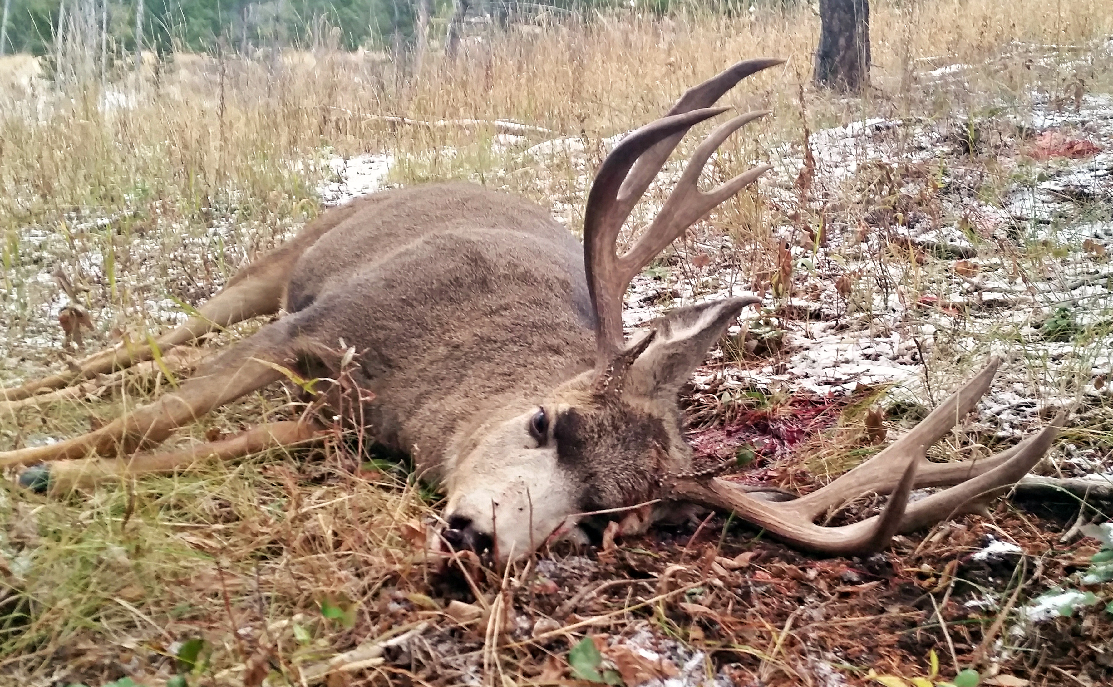 My 2015 Mule Deer 1.jpg