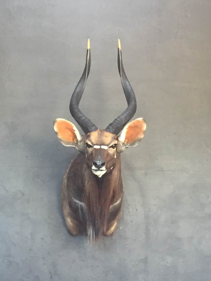 My nyala.jpg