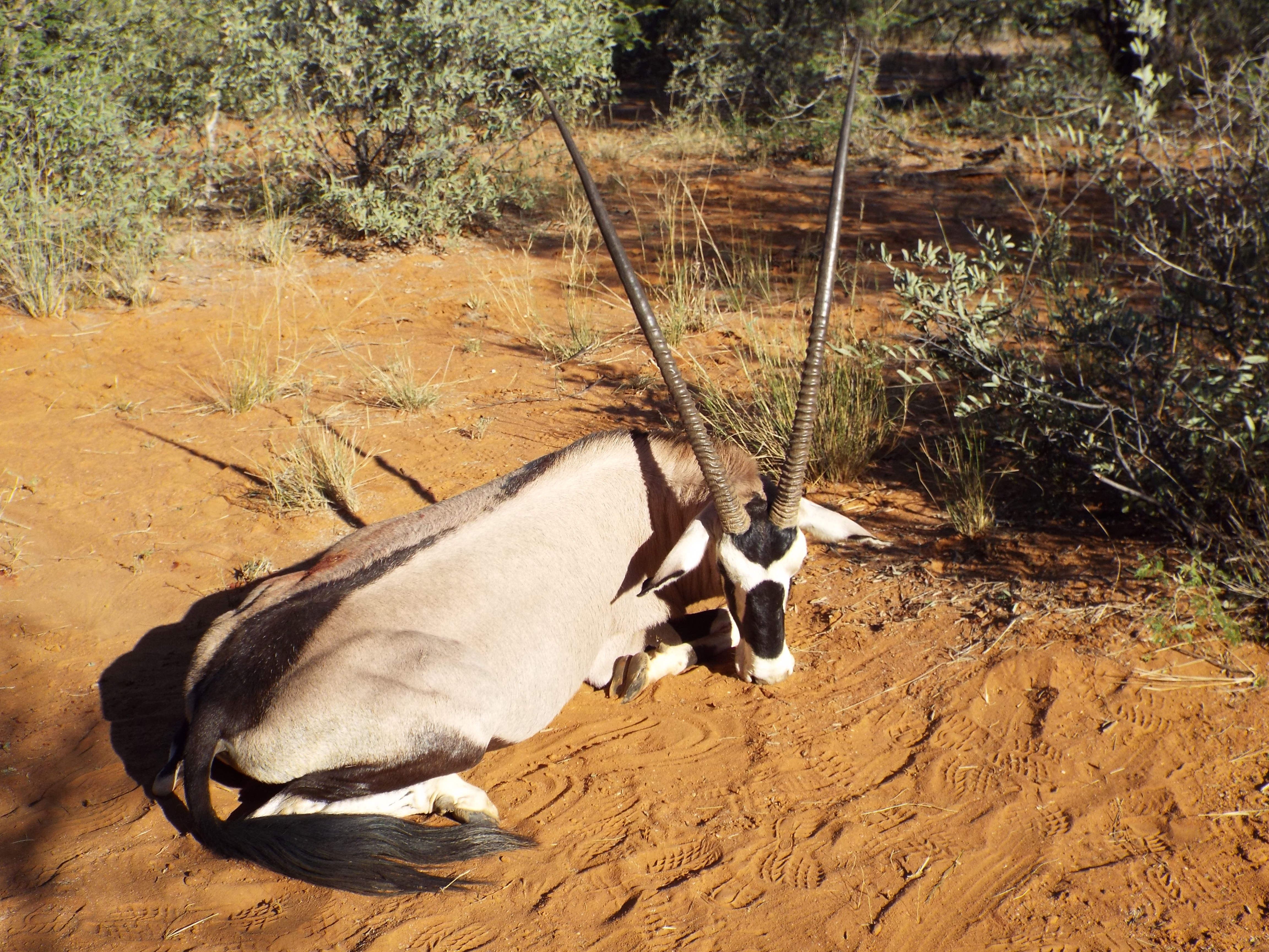 My Trophy Gemsbok.JPG