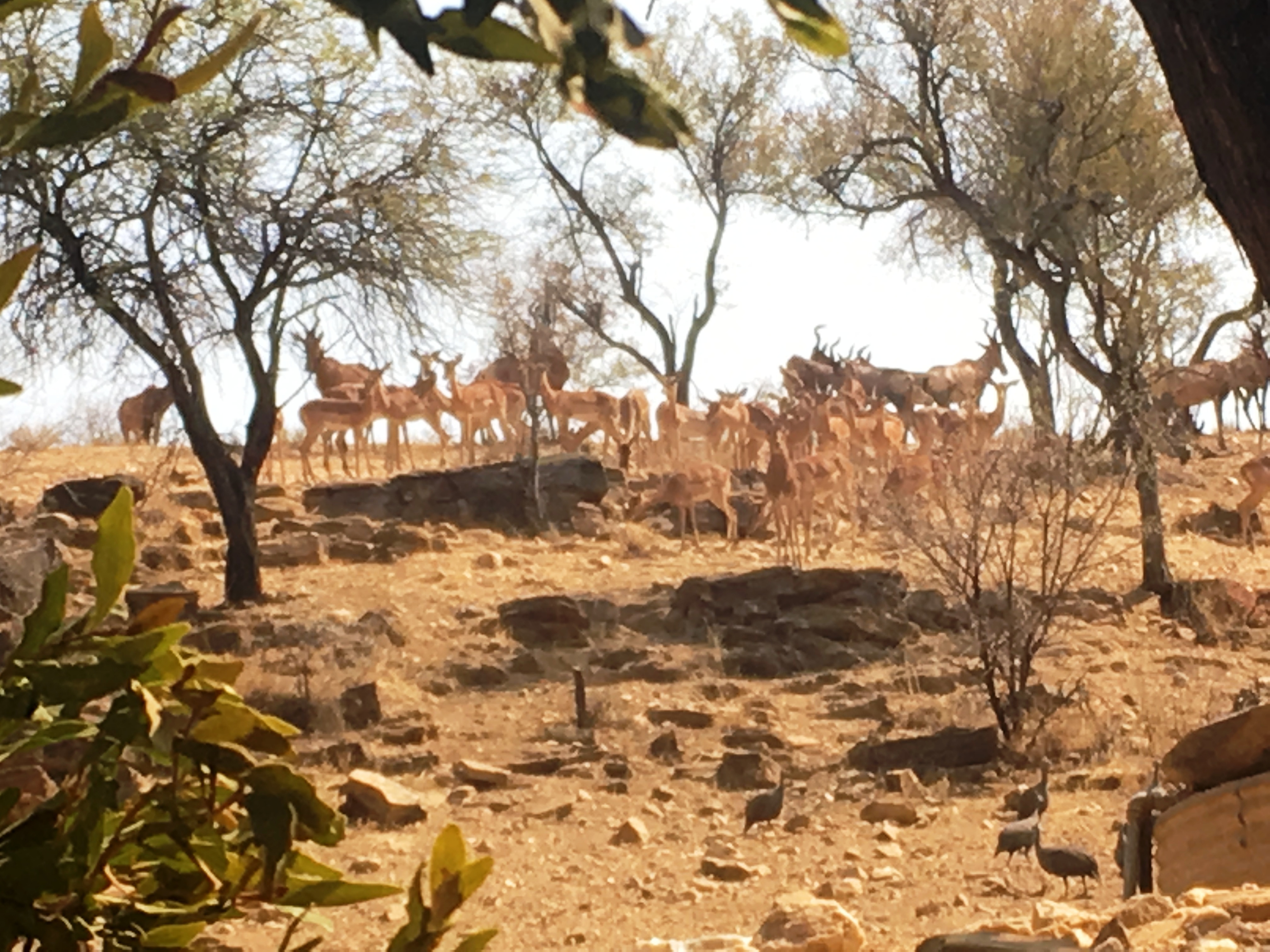 Namibia 11 010.JPG