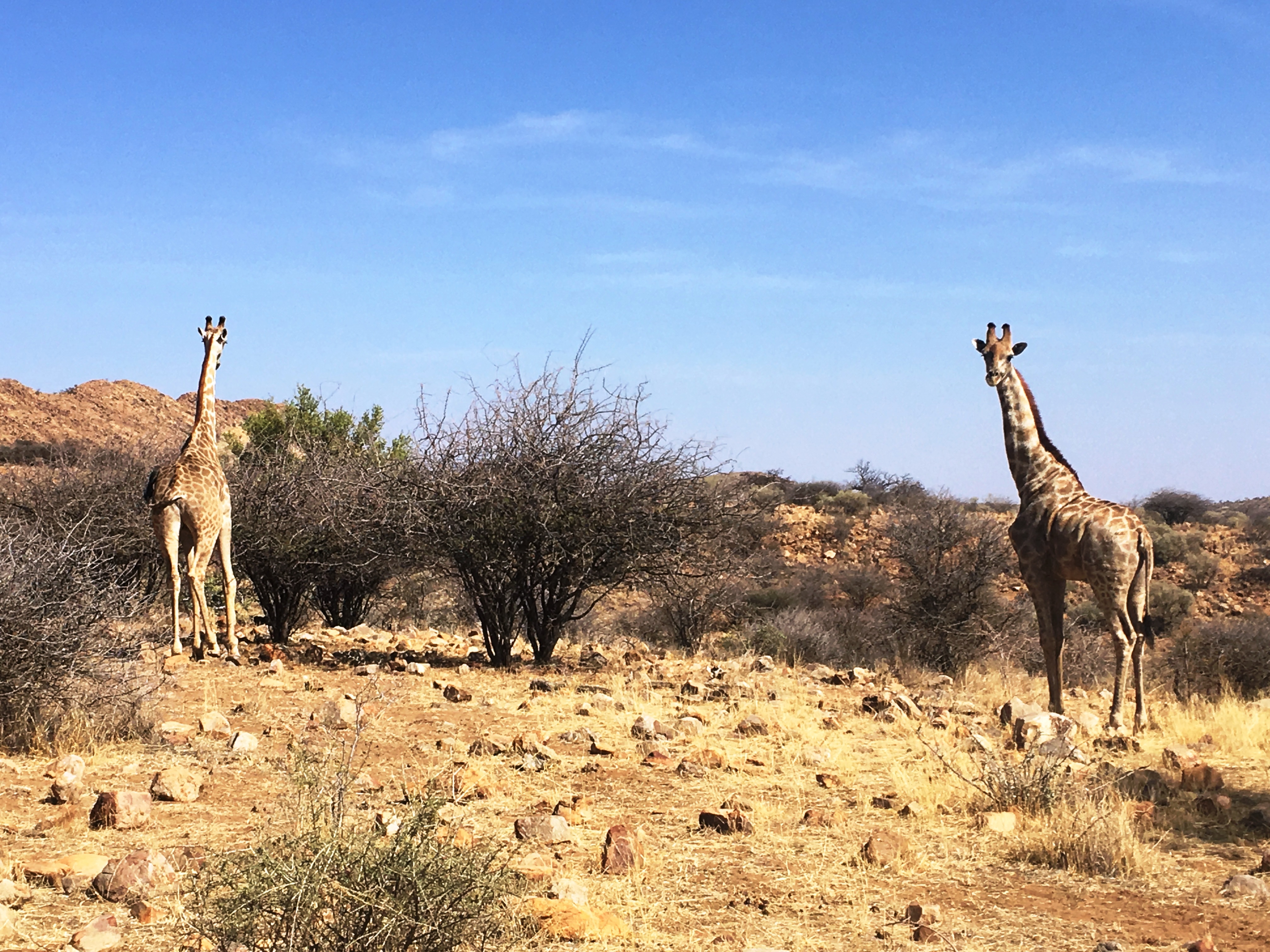 Namibia 19 025.JPG