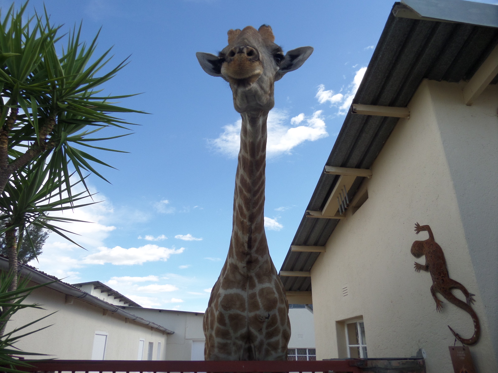 Namibia giraffe.JPG