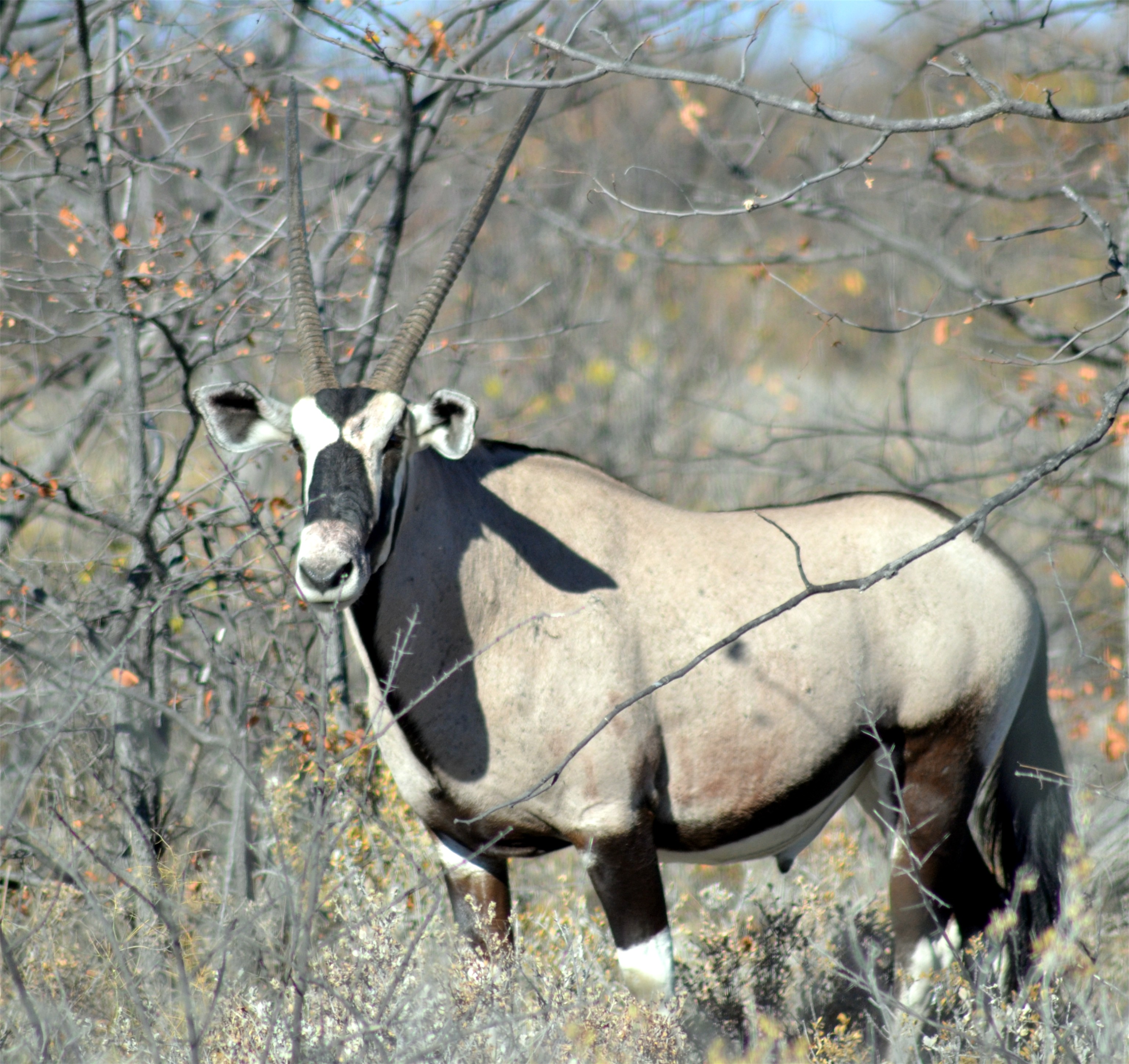 Namibia Hunting and Road Trip. 757.jpg