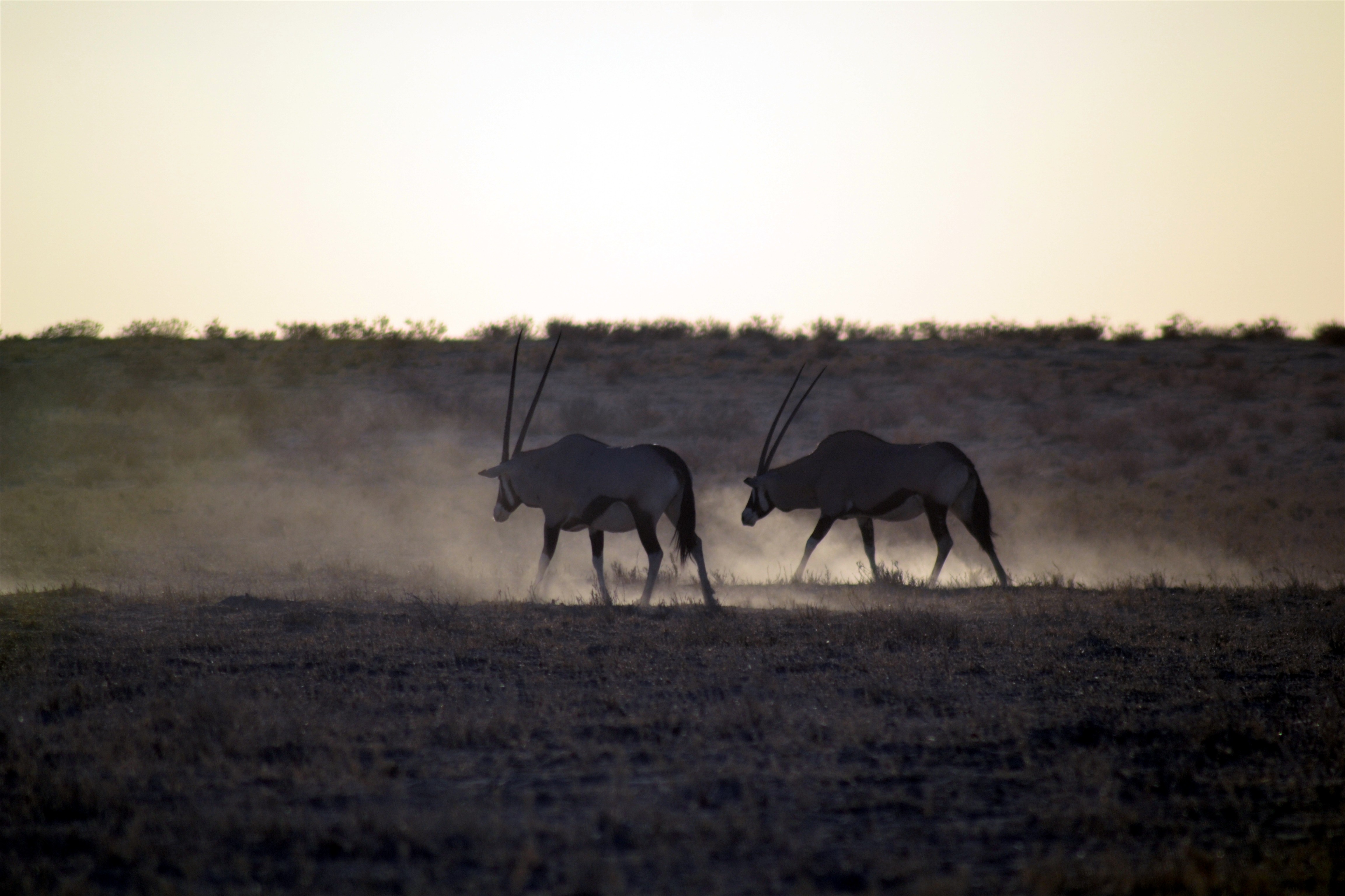 Namibia Hunting and Road Trip. 807.jpg