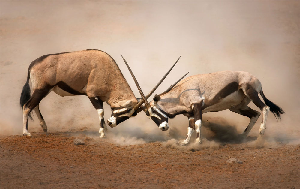 namibia-wildlife.jpg