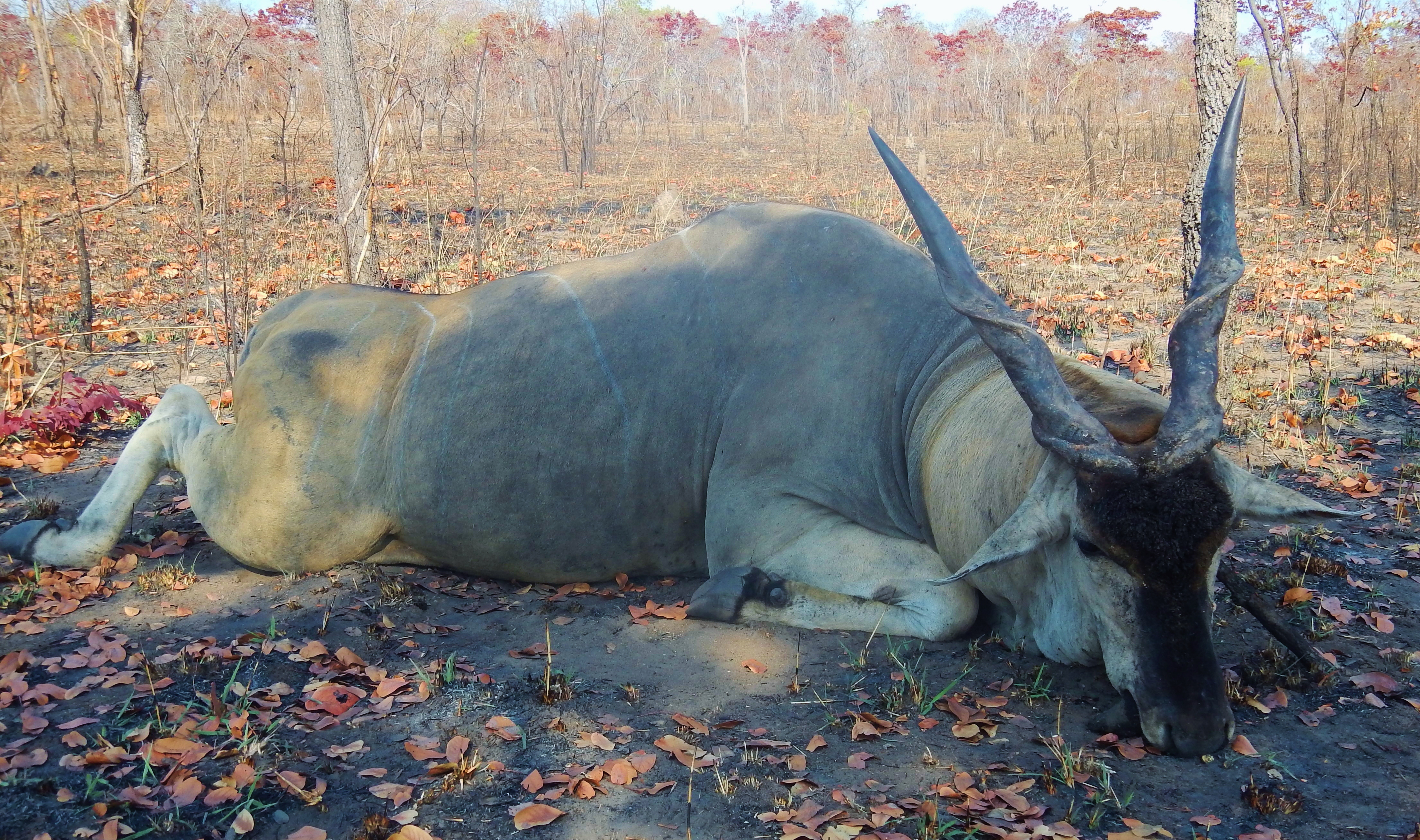 Niassa Eland.JPG