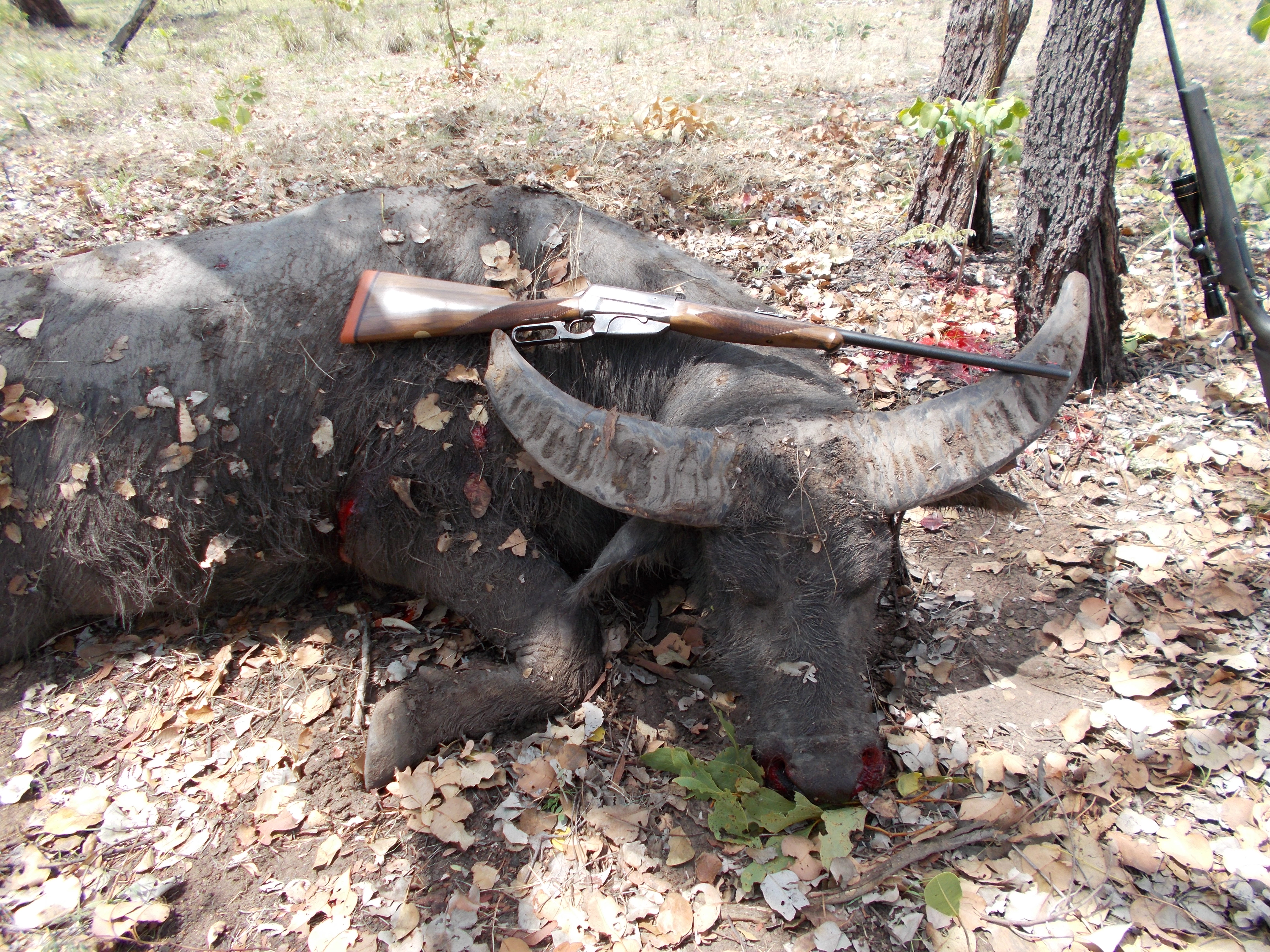 NT Buffalo Hunt 005.JPG