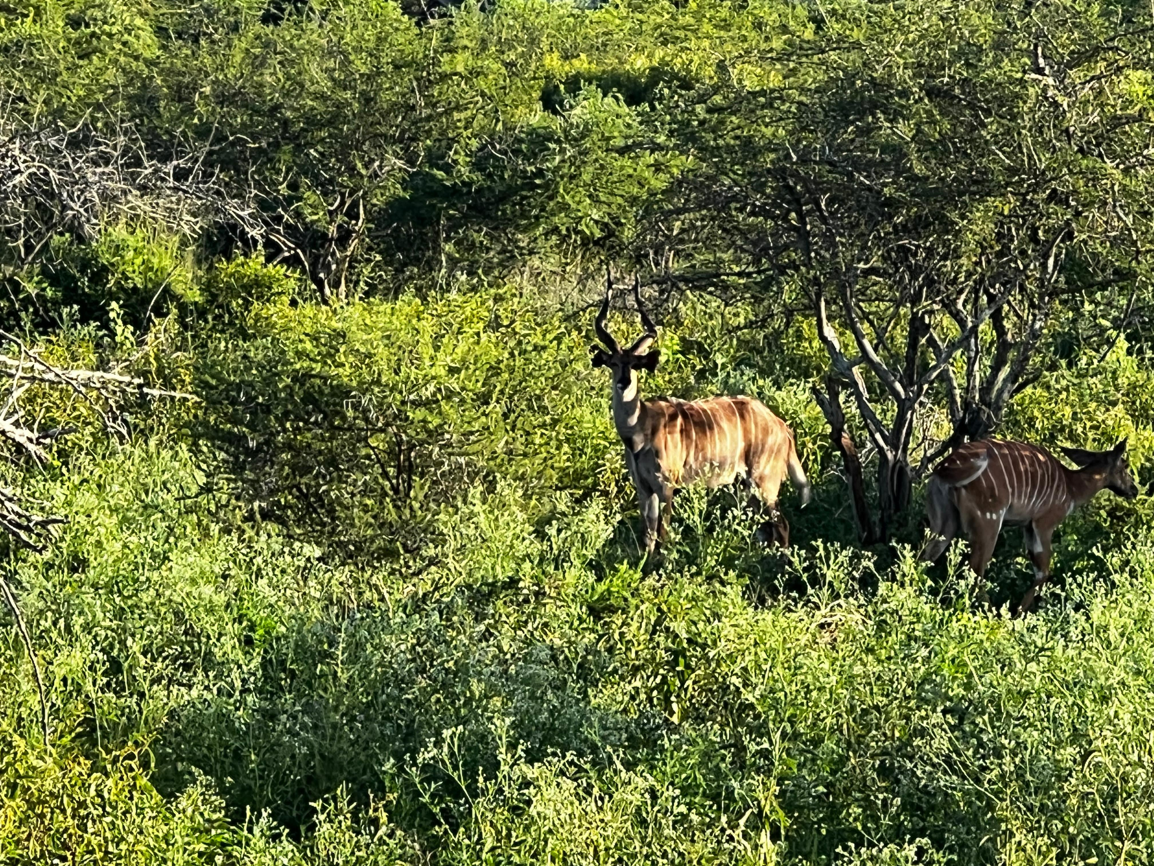 Nyala cow with horns.jpg