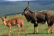 Nyala.jpg