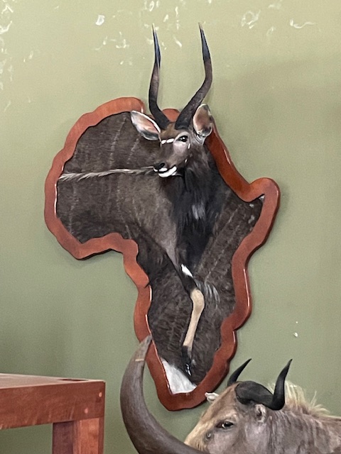 Nyala.jpg