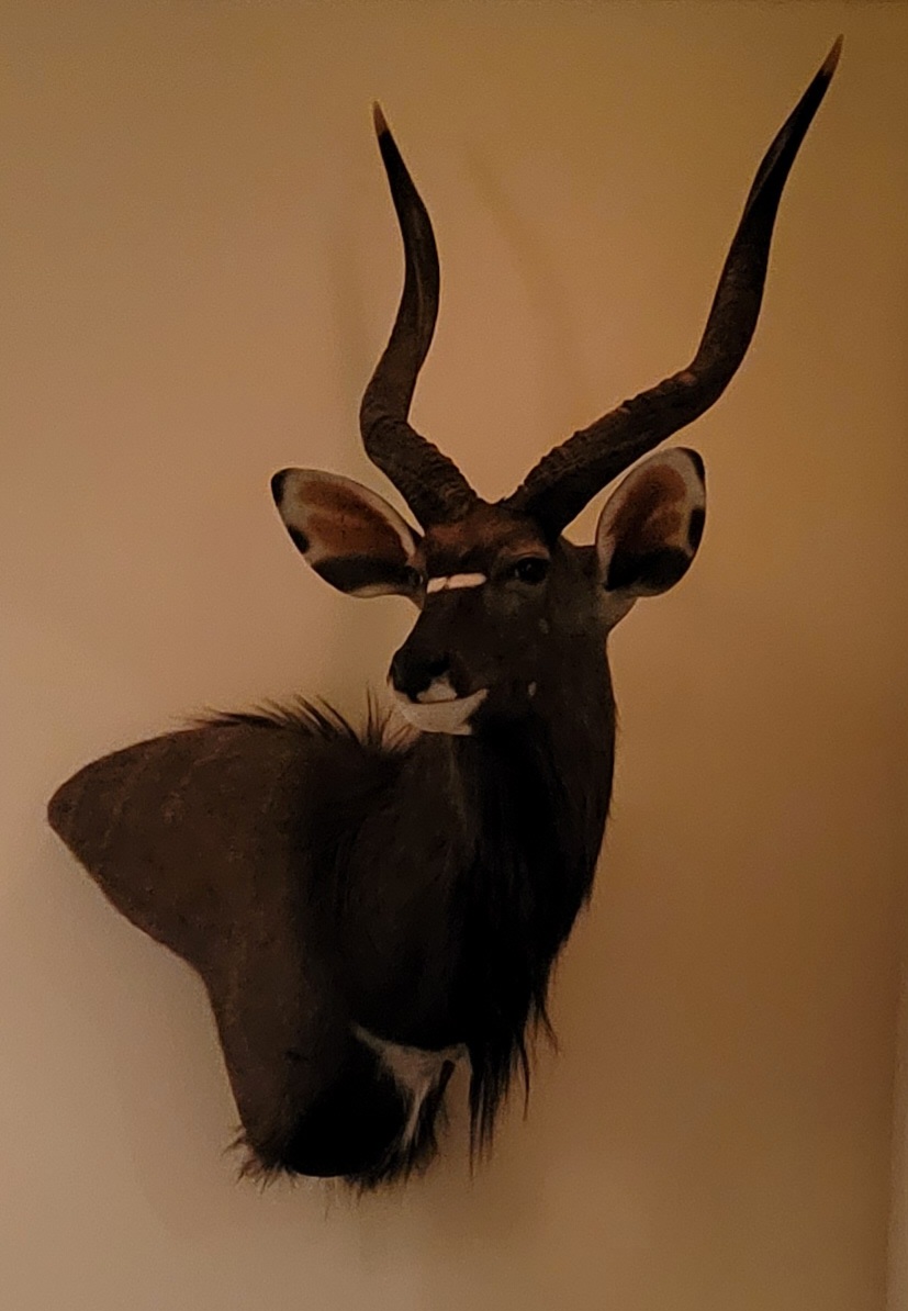 Nyala Mount 2021.jpg