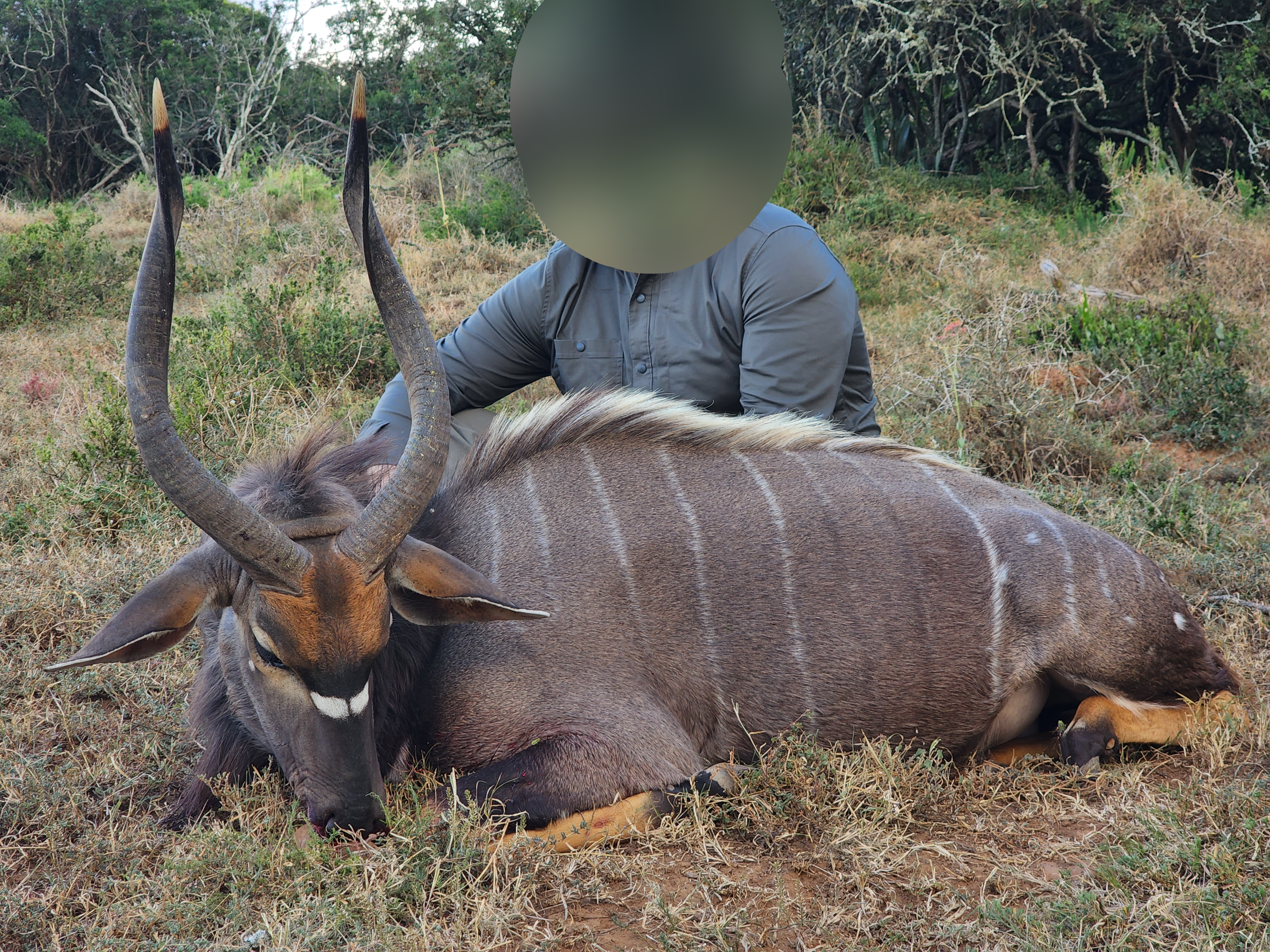 Nyala.png