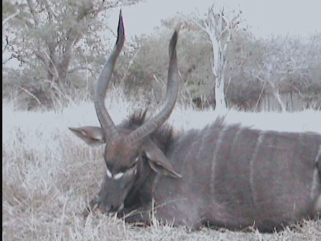 nyala trophy.JPG