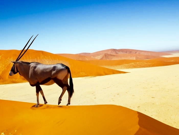 oryx-on-sand-dunes-namibia.jpg