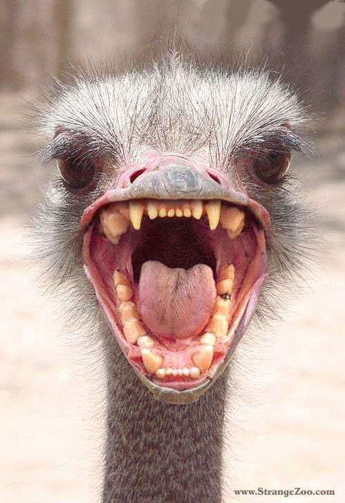 ostrich-with-teeth.jpg