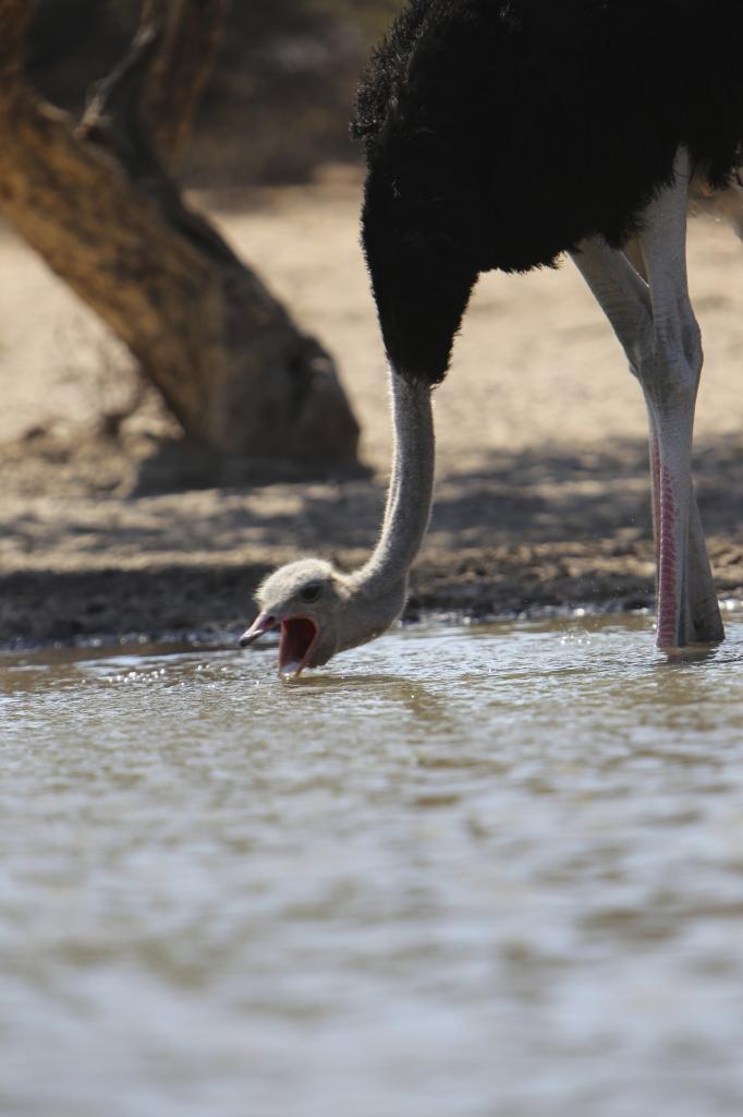 OstrichDrinking2_zps0d919bb1.jpg