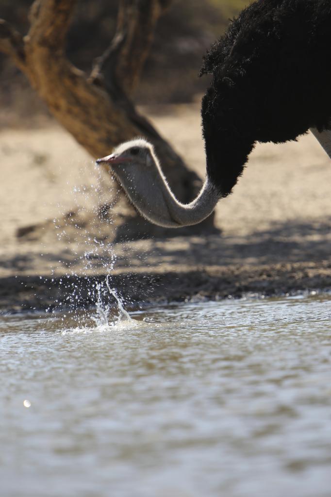 Ostrichdrinking_zpsb417b1d7.jpg