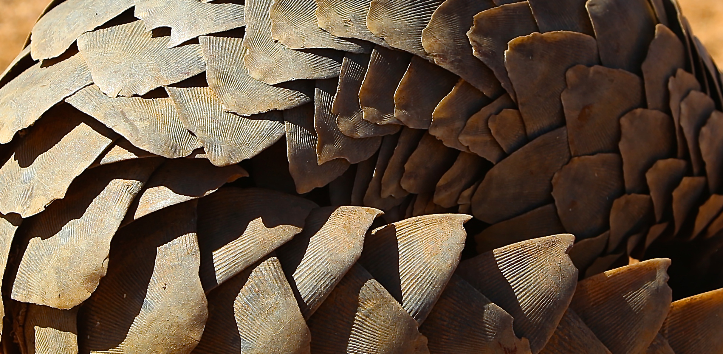 PANGOLIN SCALES.jpg