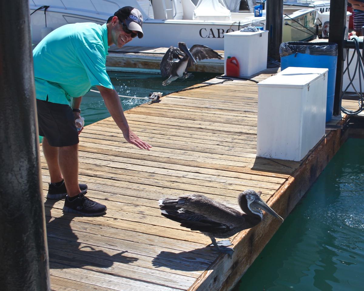 Pelican-Cabo.jpg