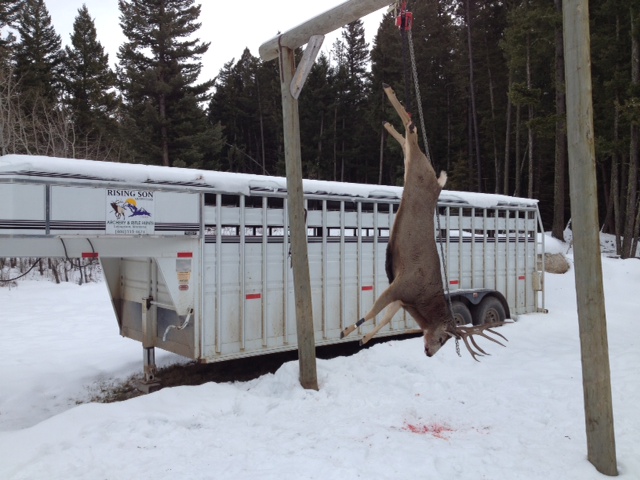 Peter's mule deer.jpg