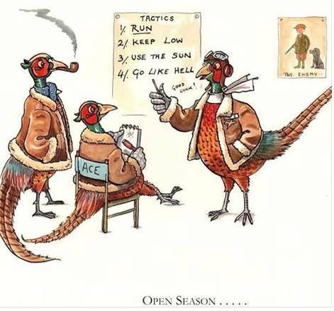 Pheasant cartoon.jpg