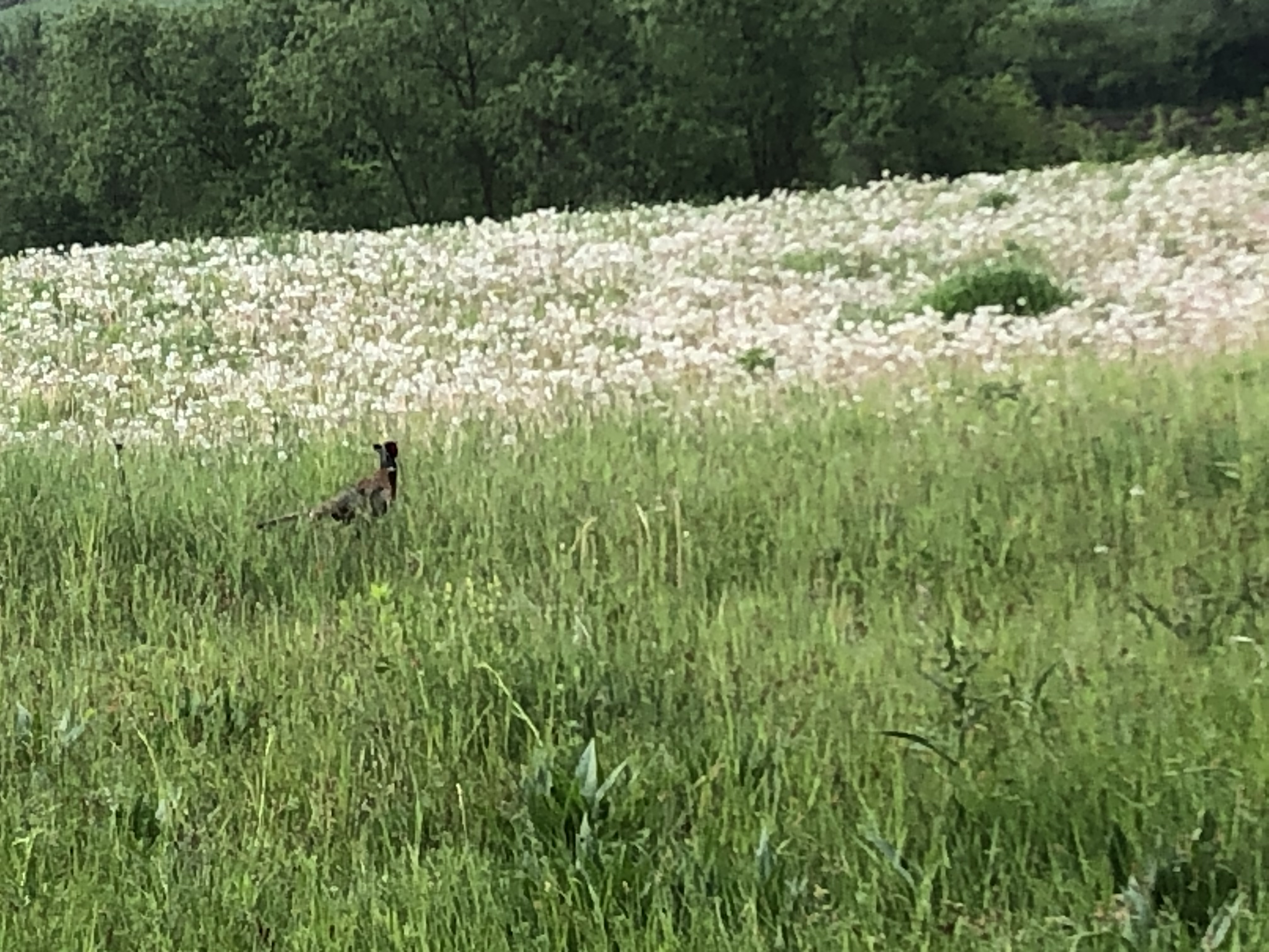 Pheasant.jpeg