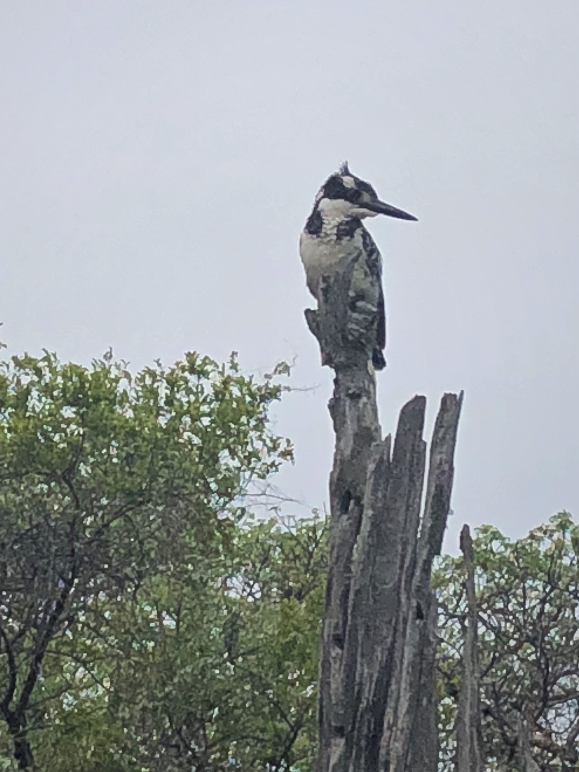 Pied Kingfisher 1.jpg