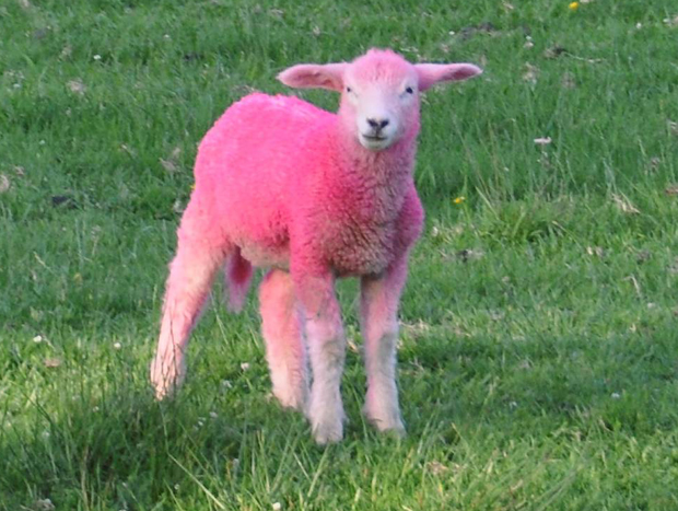 PINK-SHEEP-004-1327679266.jpg