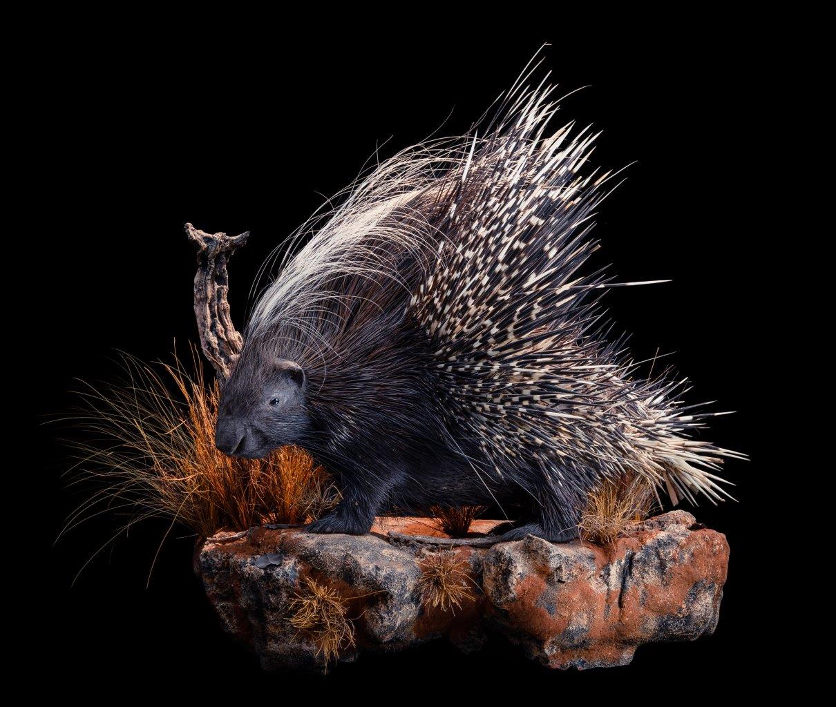 Porcupine Fullmount - HH006.jpg