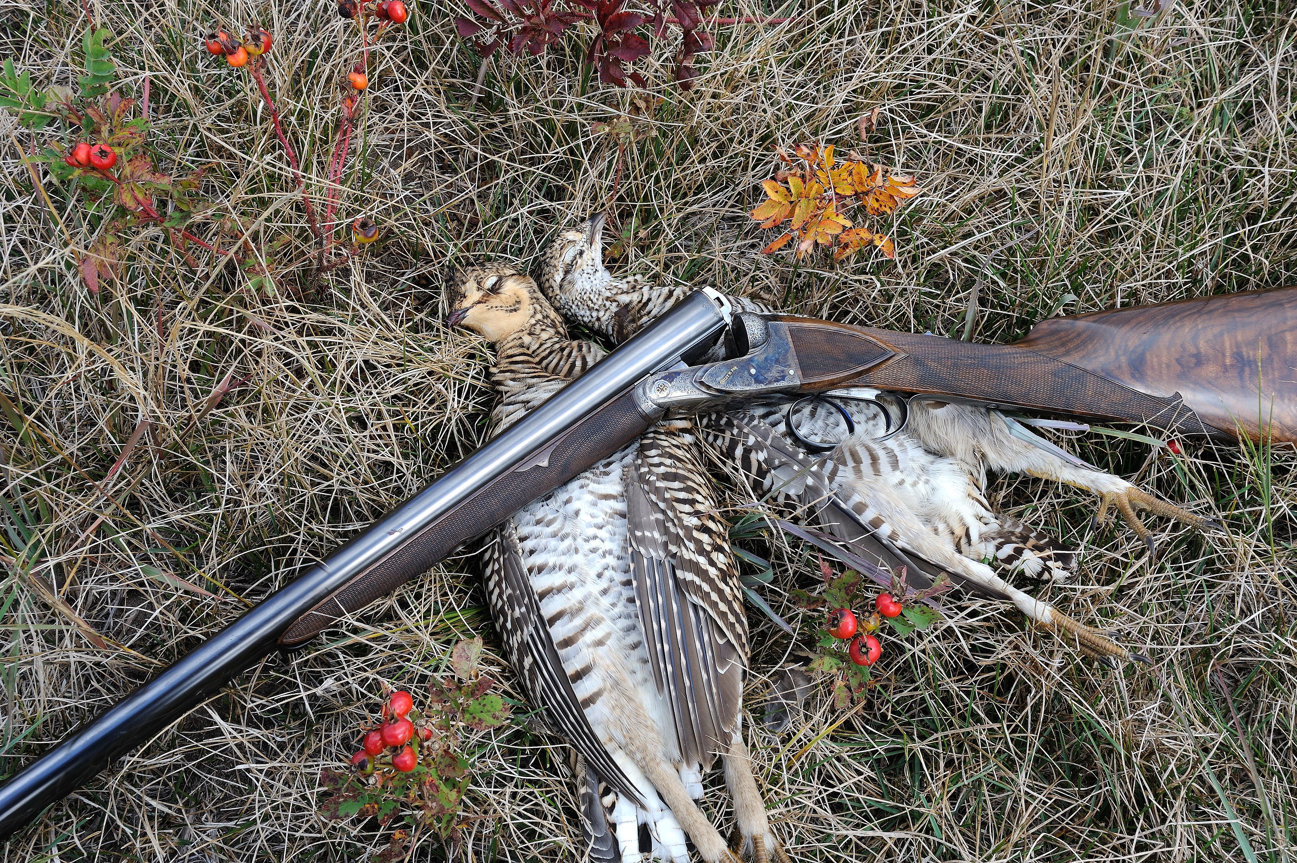 Prairie chickens and Fox.jpg