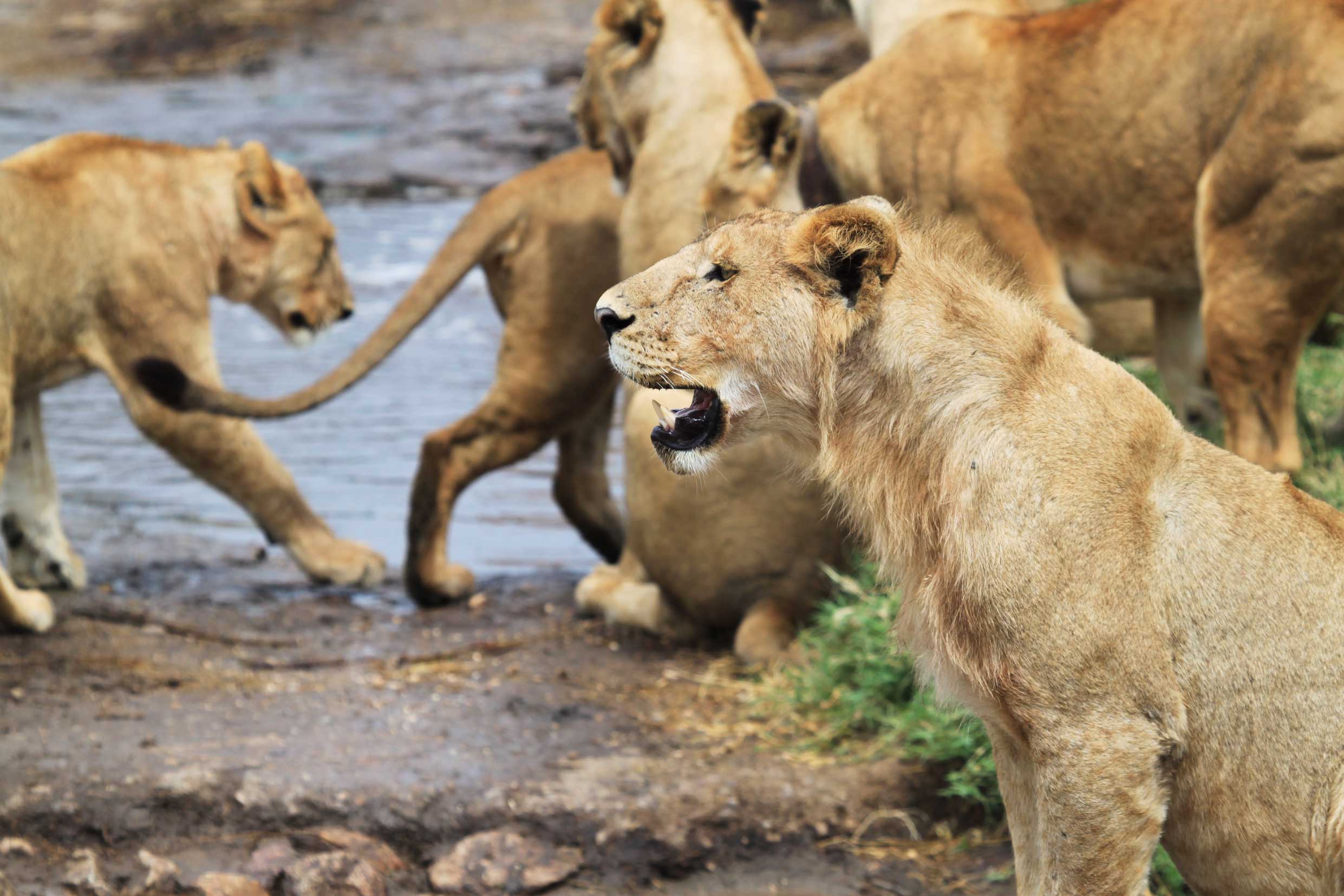 pride-lionesses-serengeti-nationalpark.jpg