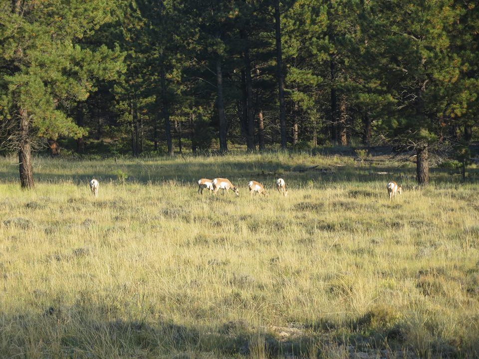 Pronghorn antelope.jpg