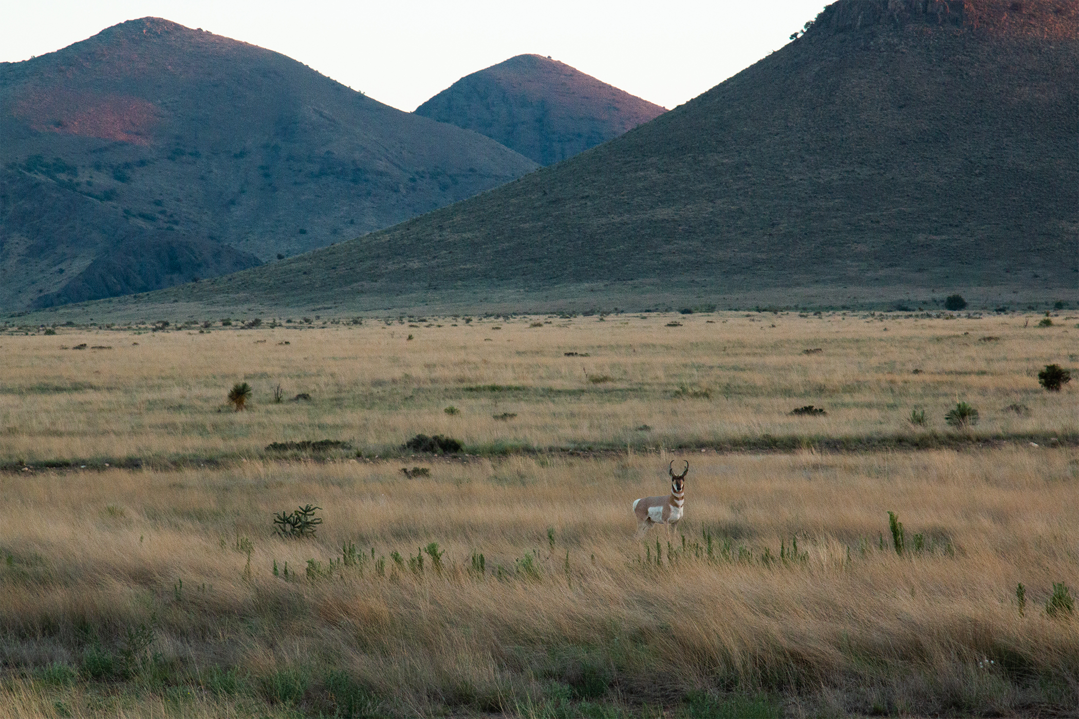 Pronghorn.jpeg