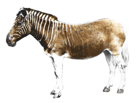 quagga.jpg