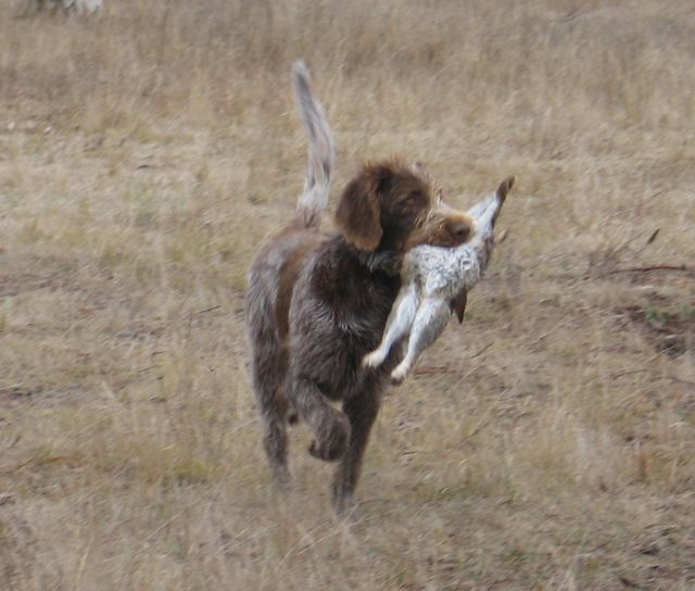 Rabbits Wire Hair Pointer.jpg